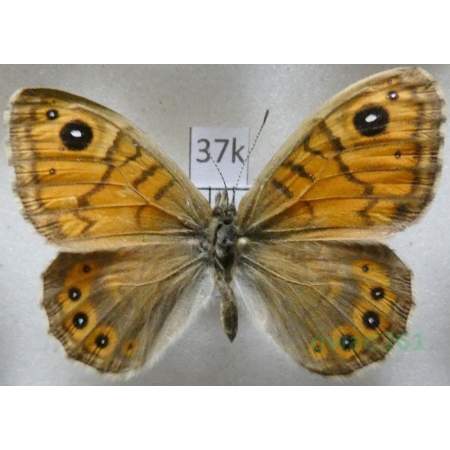 Lasiommata megera megaerina (Herrich-Schäffer, 1856) Osadnik megera Armenia37k